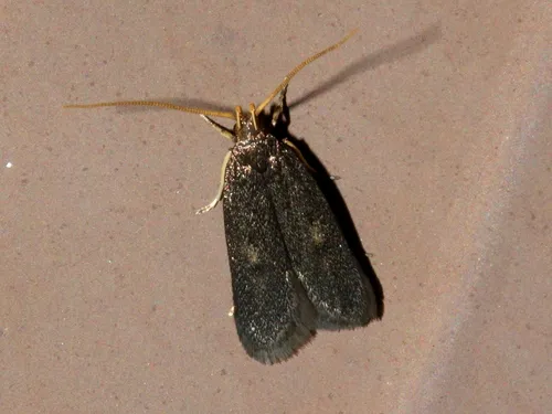 Lecithocera terrigena - photo 7