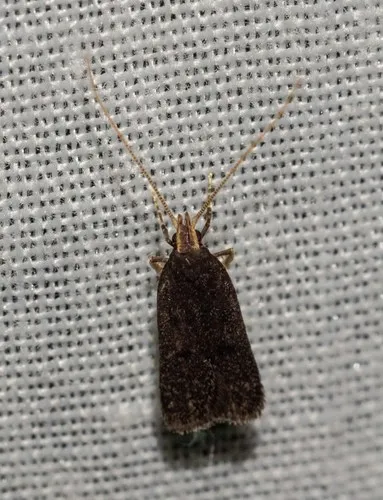 Lecithocera terrigena - photo 8