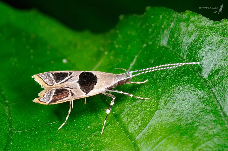 Long-horned Moths - photo 2