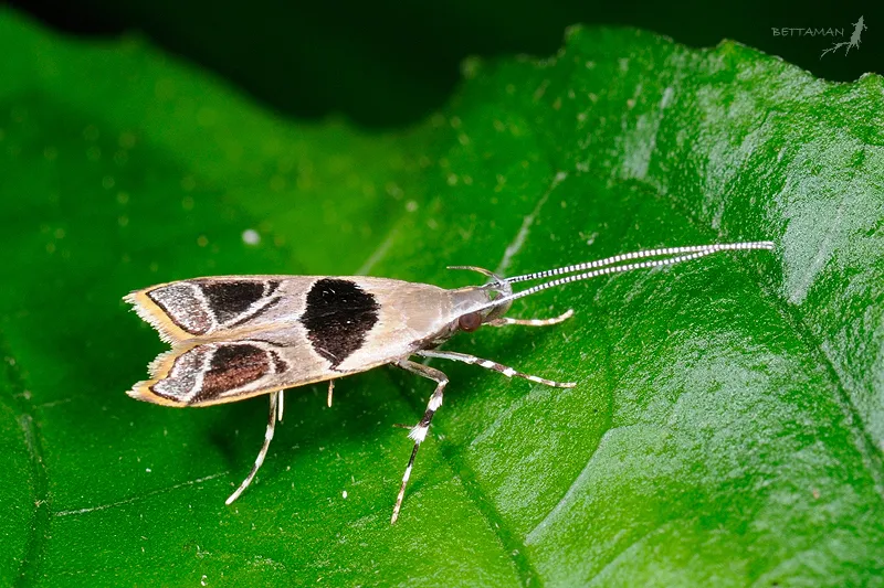 Long-horned Moths - photo 3