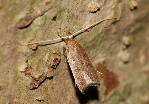 Lecitholaxa thiodora - photo 6