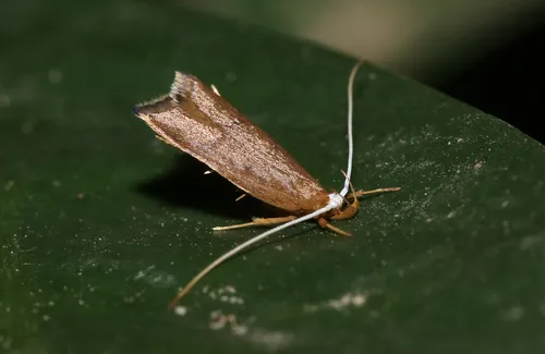 Lecitholaxa thiodora - photo 7
