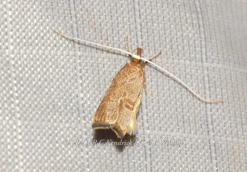 Lecitholaxa thiodora - photo 8