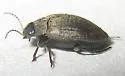 Leconectes striatellus - photo 2