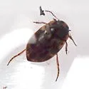 Leconectes striatellus - photo 4