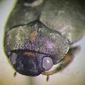 Leconectes striatellus - photo 5