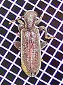 Lecontella brunnea