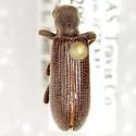 Lecontella brunnea - photo 2