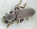 Lecontella brunnea - photo 4