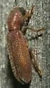 Lecontella gnara - photo 2