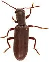 Lecontella gnara - photo 3