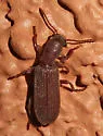 Lecontella gnara - photo 4