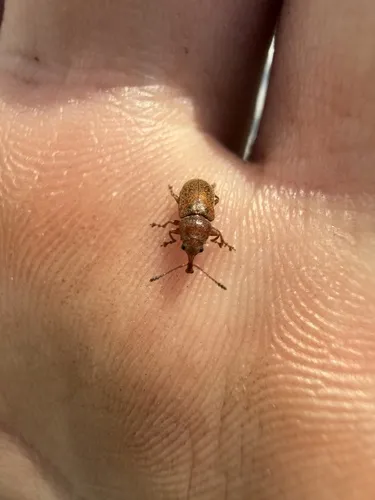 Lecontellus byturoides - Lecontellus byturoides