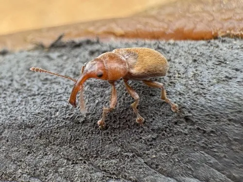 Lecontellus pinicola