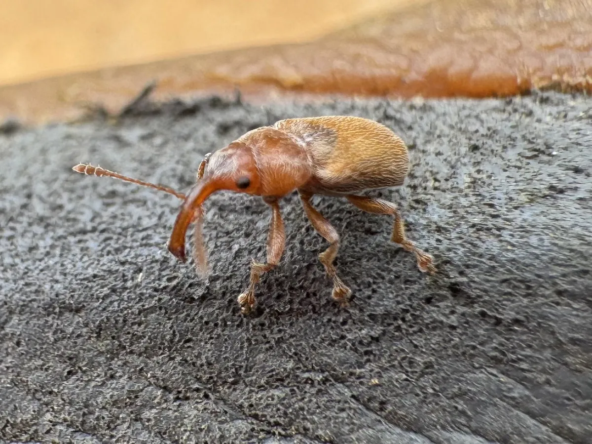 Lecontellus pinicola - photo 3