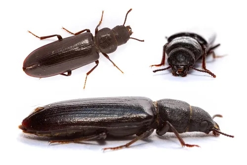 Lecontia discicollis