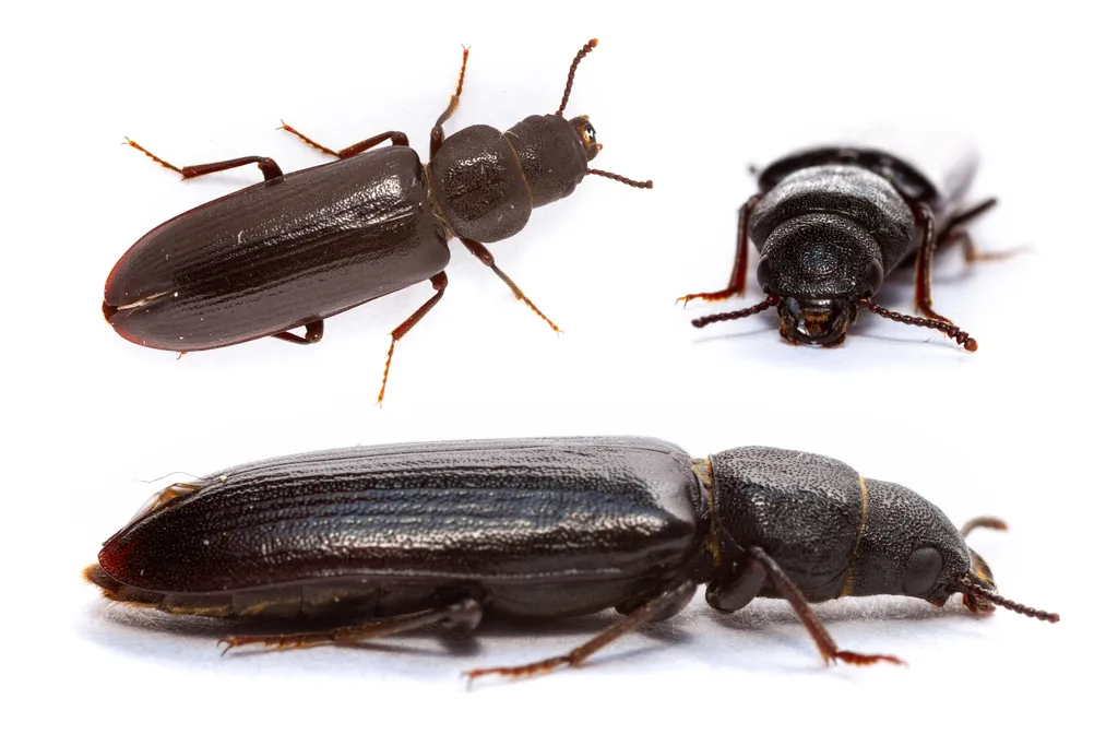 Lecontia discicollis - photo 2