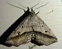Lost Owlet - Hodges#8491 - Ledaea perditalis