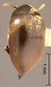 Lederia arctica