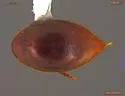 Lederia arctica - photo 2