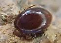 Lederia arctica - photo 3