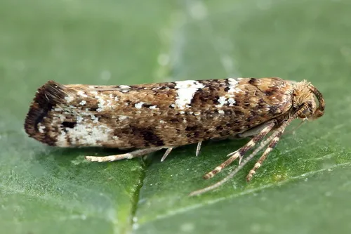 Leek Moth