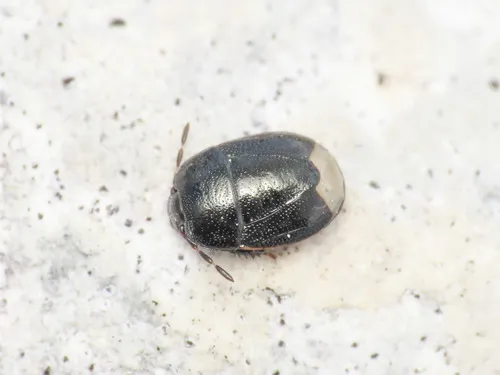heath shieldbug