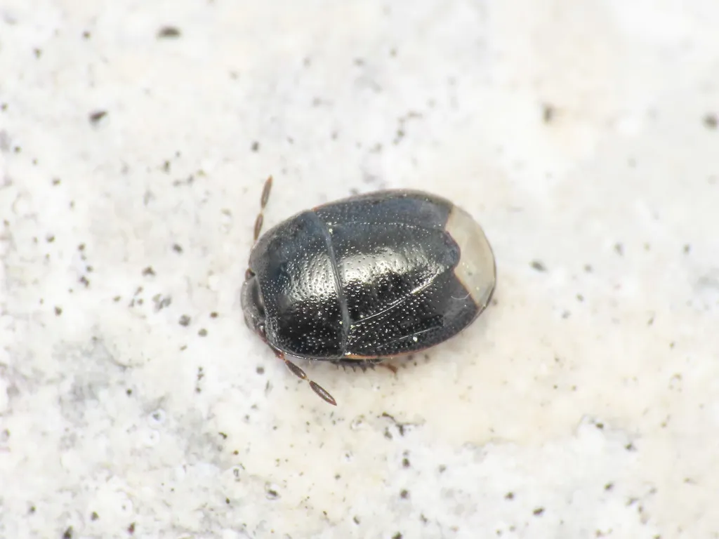 heath shieldbug - photo 2