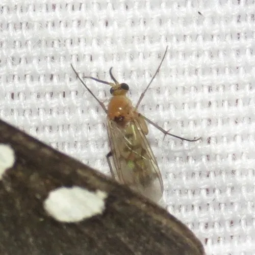 Leia oblectabilis