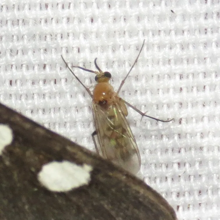 Leia oblectabilis - photo 2