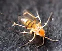 Leia sublunata