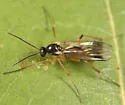 Leia ventralis