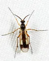 Leia ventralis - photo 3