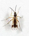 Leia ventralis - photo 4