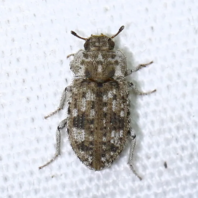 Madagascar Beetle - photo 2