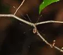 Leiobunum aldrichi - photo 5