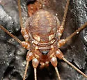 Leiobunum bimaculatum
