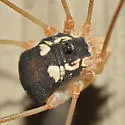 Leiobunum bimaculatum - photo 2