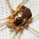 Leiobunum bimaculatum - photo 4