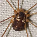 Leiobunum bimaculatum - photo 5