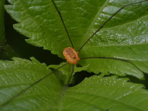 Leiobunum bracchiolum