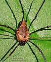 Leiobunum calcar - photo 4