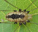 Leiobunum crassipalpe