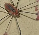 Leiobunum crassipalpe - photo 2
