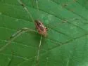 Leiobunum crassipalpe - photo 3