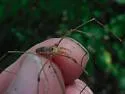 Leiobunum crassipalpe - photo 4