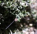 Leiobunum exilipes