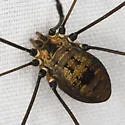 Leiobunum nigropalpi