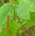 Leiobunum nigropalpi - photo 2