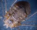 Leiobunum townsendi